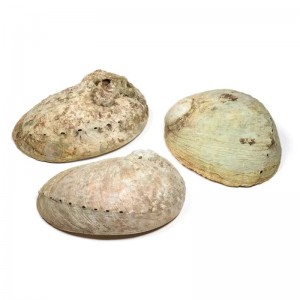 Abalone shell 18-21cm